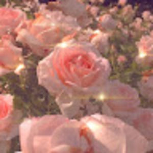 Meet your Posher, Nora